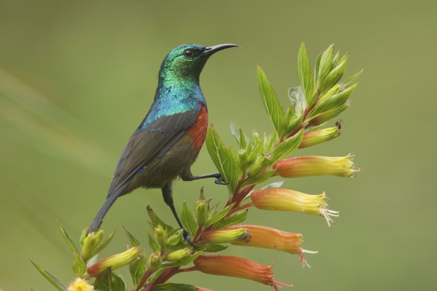 Rwenzorisolfugl som sitter på en blomst