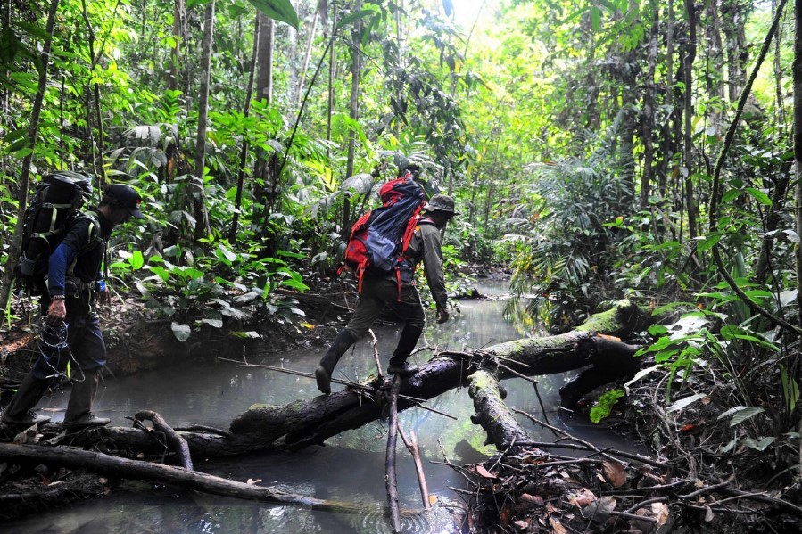 Skogvoktere krysser en elv / bekk i regnskogområdet Leuser økosystem i Aceh-provinsen på Sumatra, Indonesia.